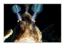 Lionfish. by Juergen Gangoly 